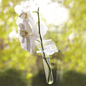wall flower vase